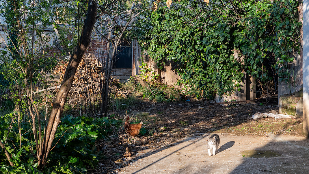 Chickens and cats roam around the area