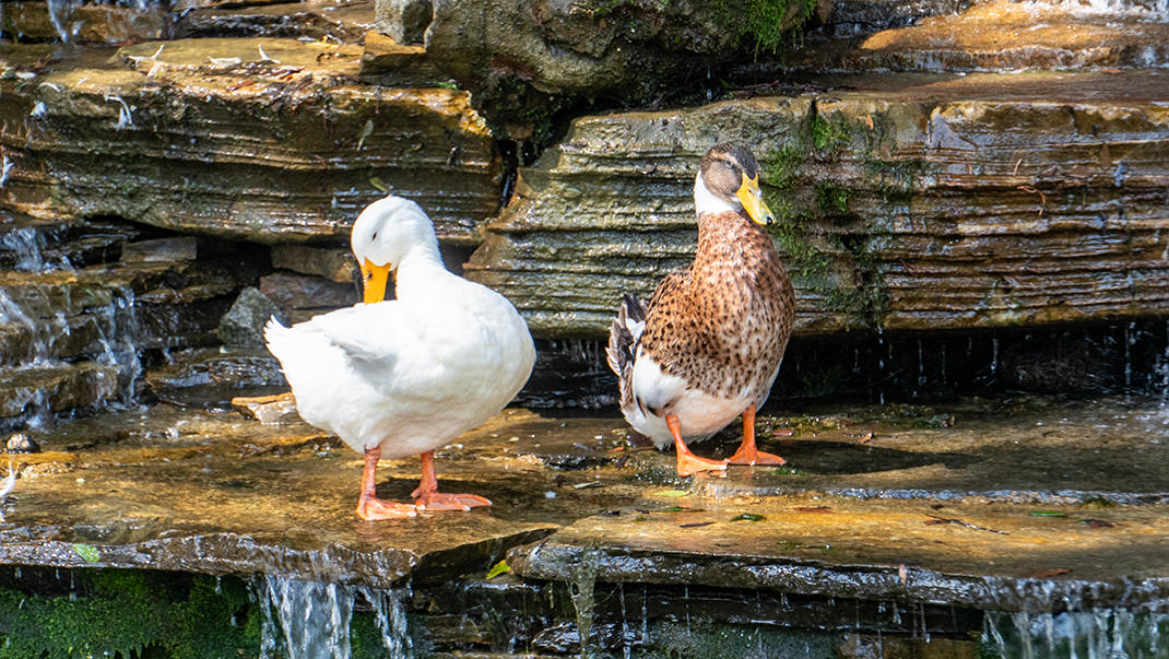 Local inhabitants