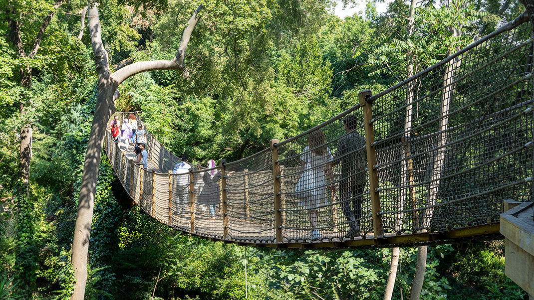 Suspension bridge