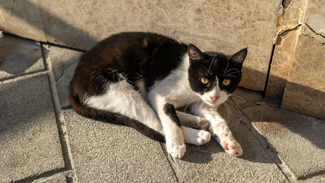 Istanbul cat