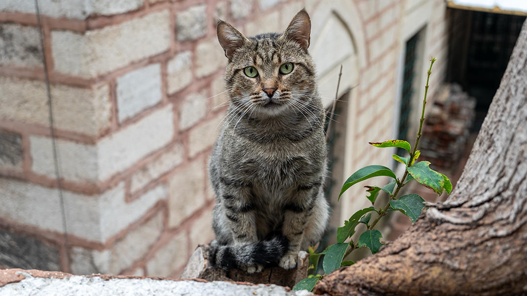 An Istanbul cat