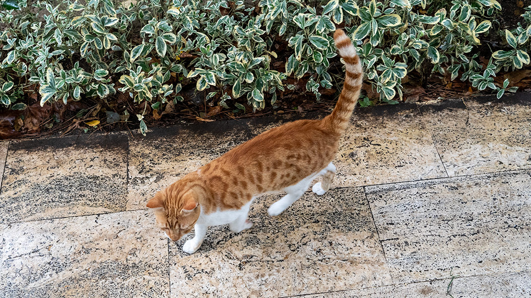 Мне кажется, что это самая «кошачья» мечеть Стамбула