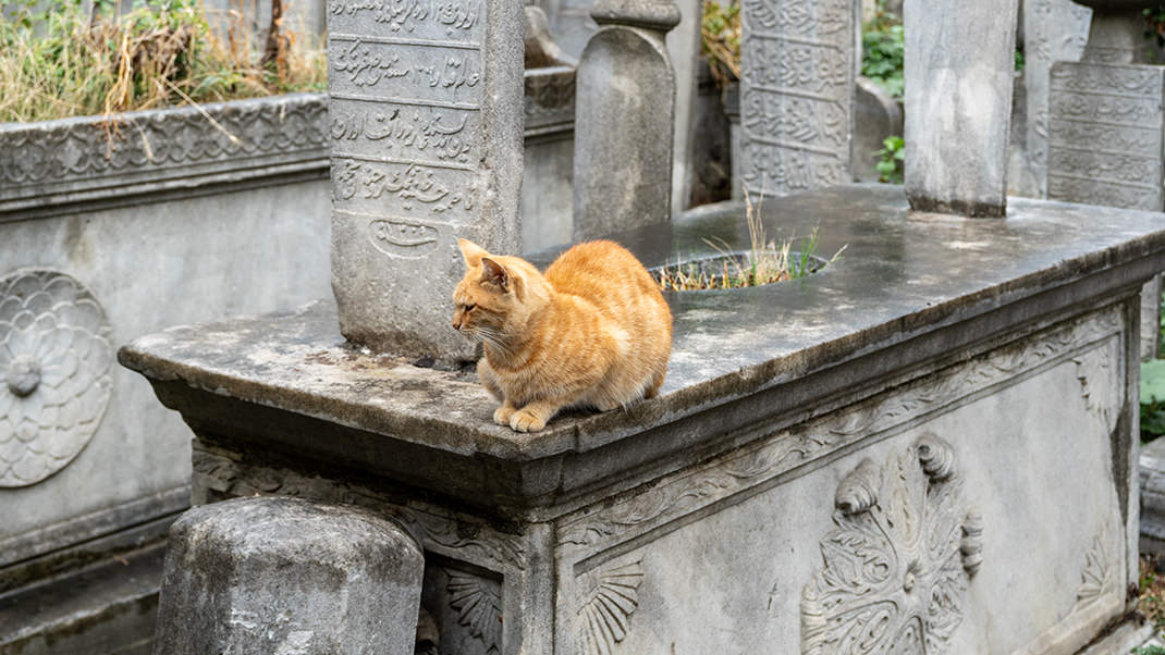 Мечеть Шехзаде — действующая, вход сюда свободный