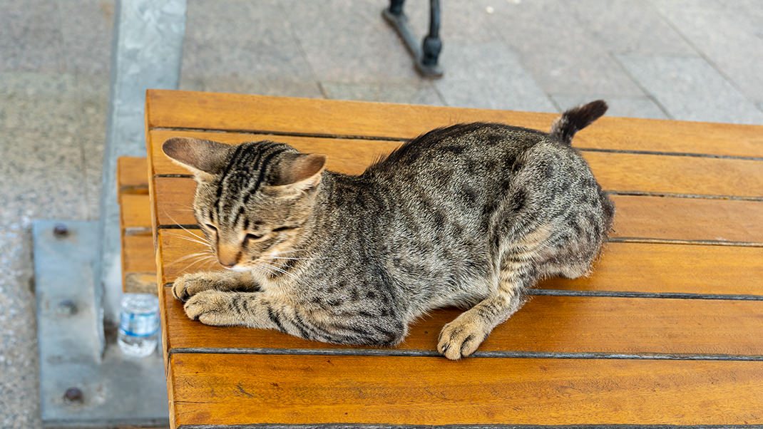 Istanbul cats