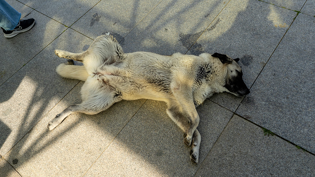 The local dog is enjoying the arrival of spring. In April, the temperature here was around 20 degrees Celsius