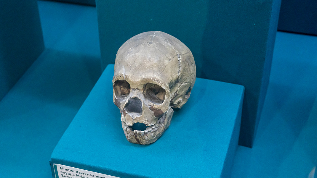 Neanderthal skull. Replica