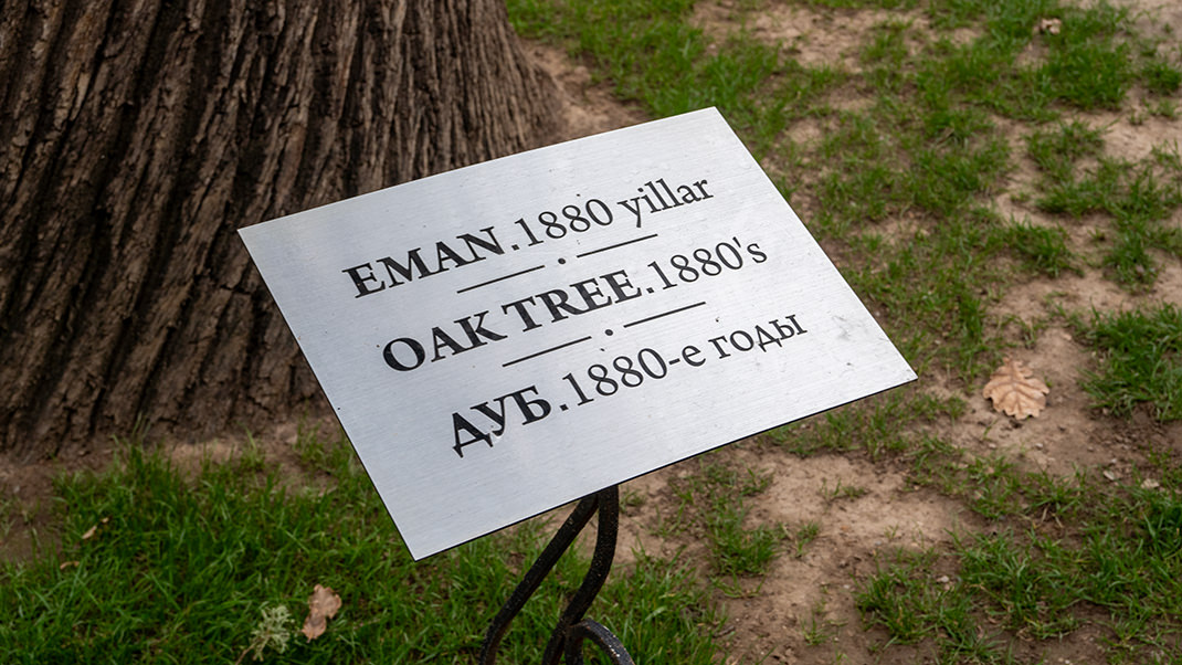 Дереву около 140 лет