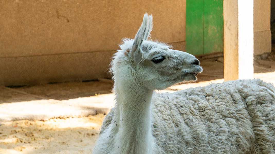 At the Tashkent Zoo