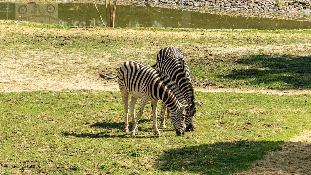 Zebras