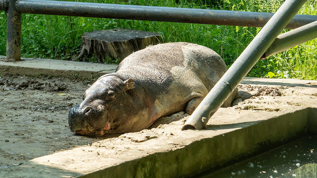 Dwarf hippopotamus