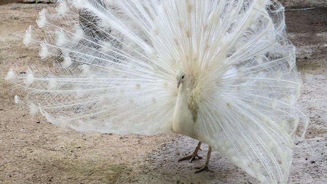 Peacock