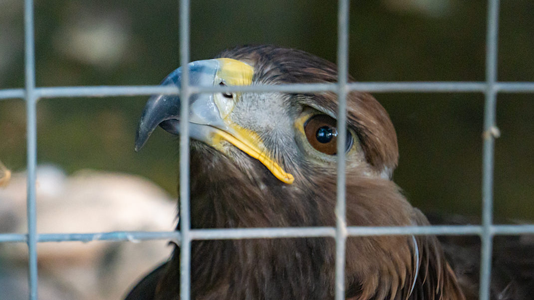 Golden eagle