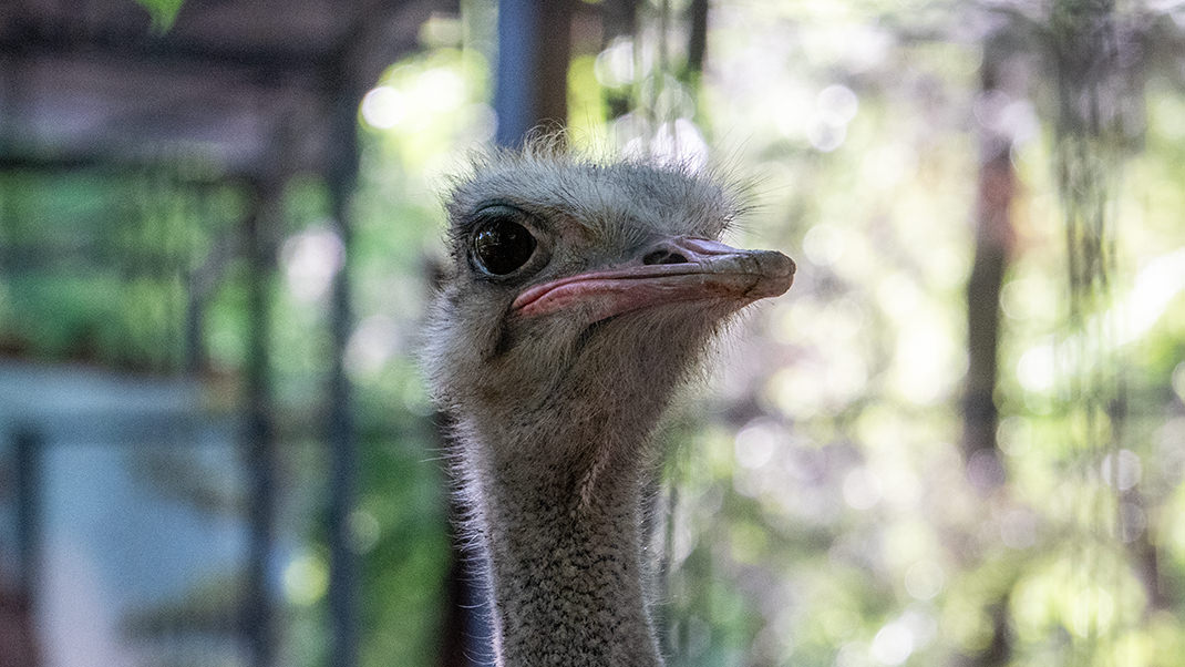 Currently, Tashkent Zoo has over 370 species of animals