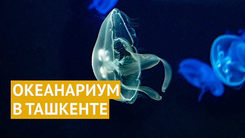 Magic Aquarium: океанариум в Ташкенте