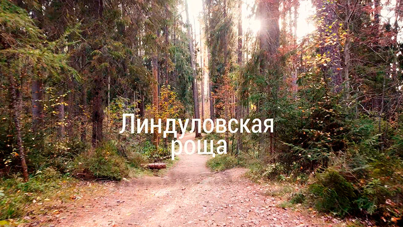 Золотая осень. Поездка в Линдуловскую рощу в Ленинградской области